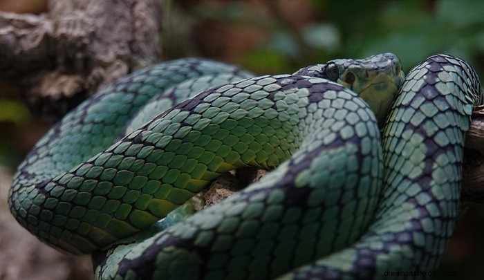 Significado bíblico de cobras em sonhos 