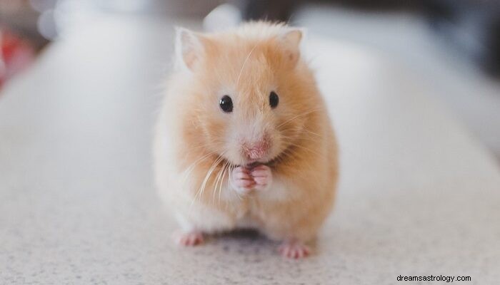 Hamster – Betekenis en symboliek van dromen 