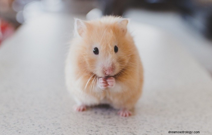 Hamster – Betekenis en symboliek van dromen 