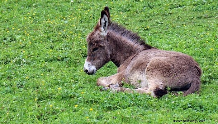 Burro – Significado e simbolismo dos sonhos 