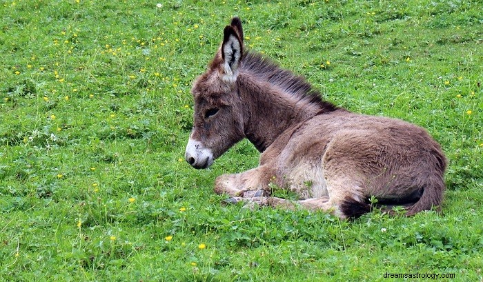 Oslík – význam snu a symbolika 