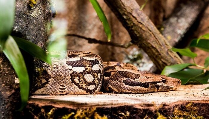 Anaconda – Arti Mimpi dan Simbolisme 