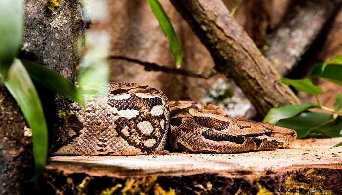 Anaconda - Drømmebetydning og symbolik 