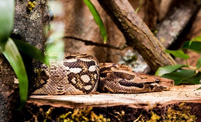 Anaconda - Drømmebetydning og symbolik 