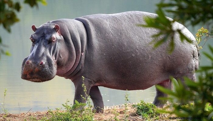 Hippo - Signification et symbolisme des rêves 