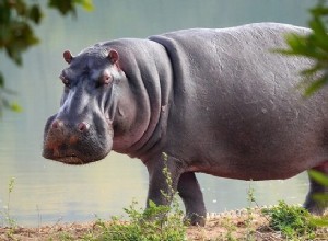 Hipopótamo – Significado y simbolismo de los sueños 