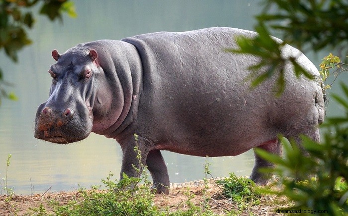 Hipopótamo – Significado e simbolismo dos sonhos 