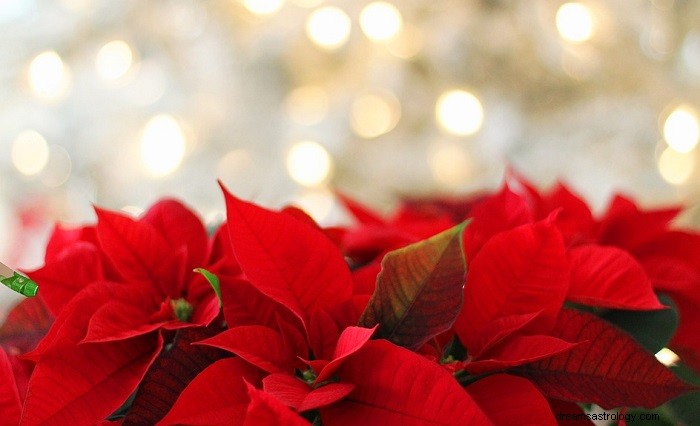 Poinsettia – Όνειρο νόημα και συμβολισμός 