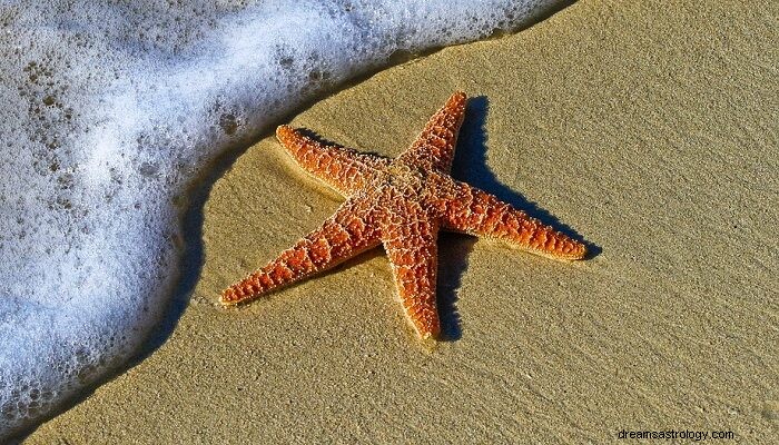 Estrela do mar – significado e simbolismo dos sonhos 
