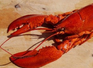 Hummer – drömmening och symbolik 