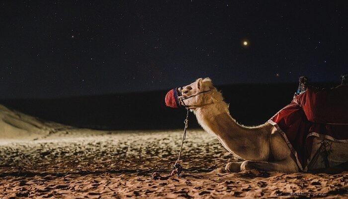 Camelo - Significado e simbolismo dos sonhos 