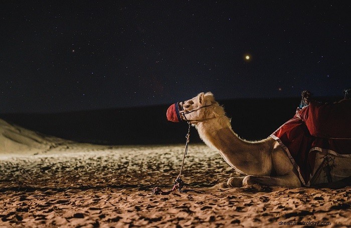 Kamel – drømmebetydning og symbolikk 