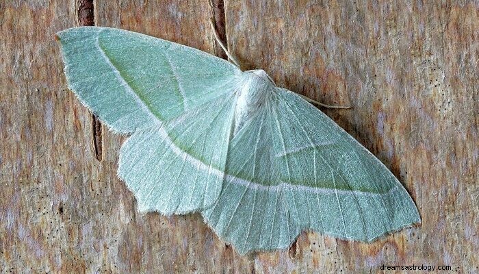 Moth Dream Betydning 