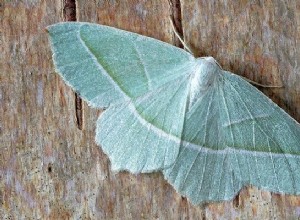 Moth Dream Betydning 