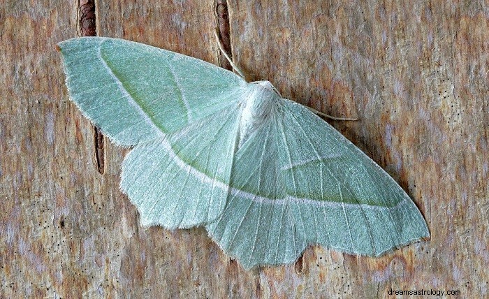 Moth Dream Betydning 