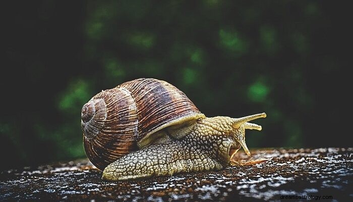 Träumen Sie von Schnecken – Bedeutung und Symbolik 