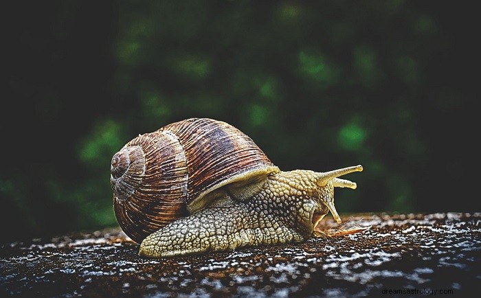 Rêver d escargots - Signification et symbolisme 