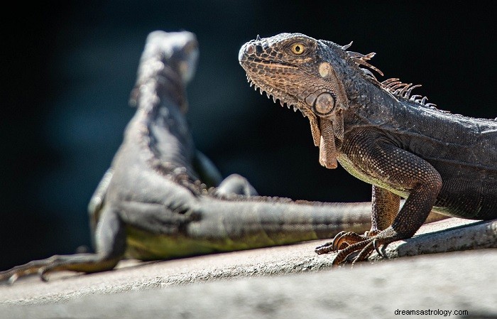 Soñar con iguana – Significado y simbolismo 