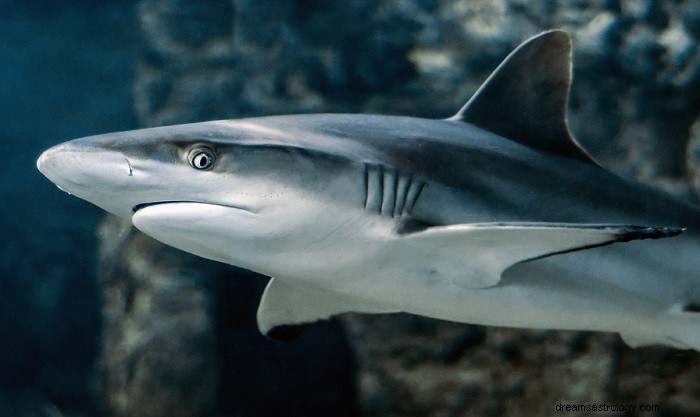 Sny o žralocích – význam a výklad 