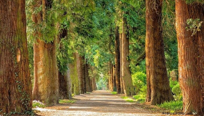 Dromen over bomen - Betekenis en interpretatie 