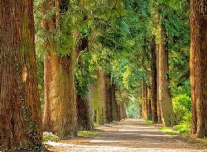 Rêves d arbres - Signification et interprétation 