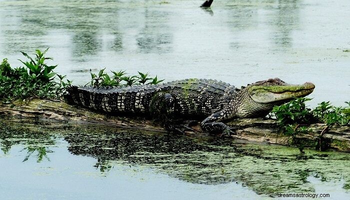 Dromen over alligators, krokodillen - betekenis en interpretatie 