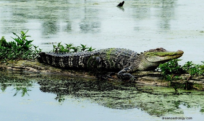 Soñar con Caimanes, Cocodrilos – Significado e Interpretación 