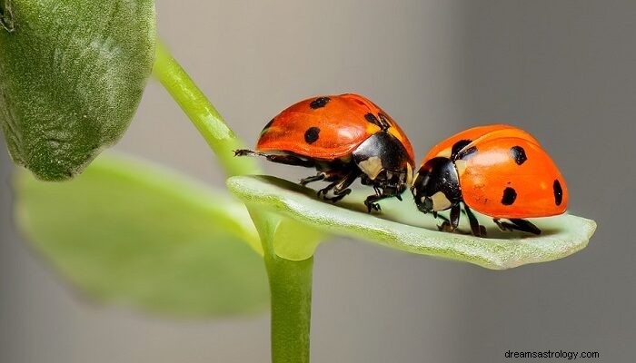 Dromen over bugs - Interpetatie en betekenis 