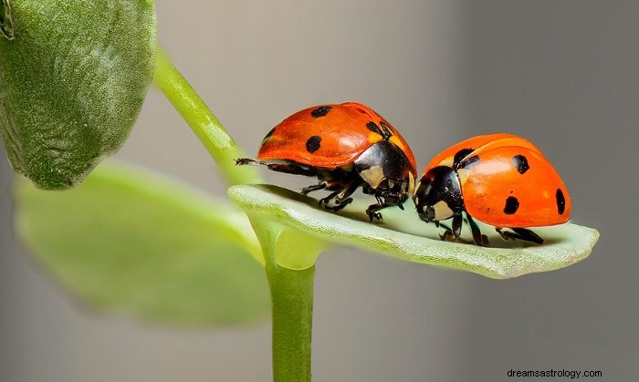 Dromen over bugs - Interpetatie en betekenis 