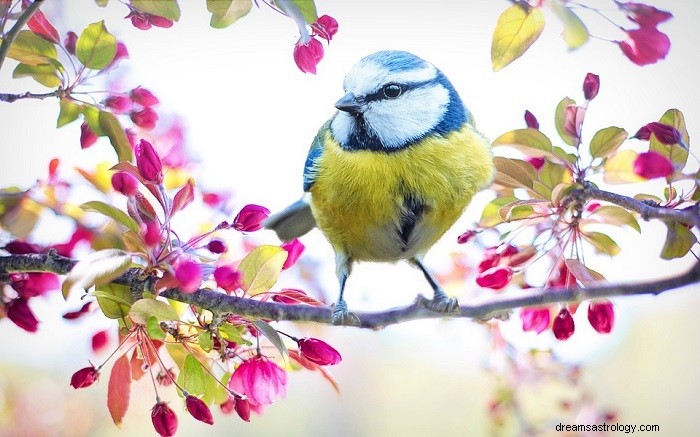 Dromen over vogels - Interpetatie en betekenis 