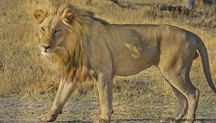私を追いかけるライオンについての夢–意味と象徴性 