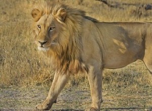 Rêver d un lion qui me poursuit - Signification et symbolisme 