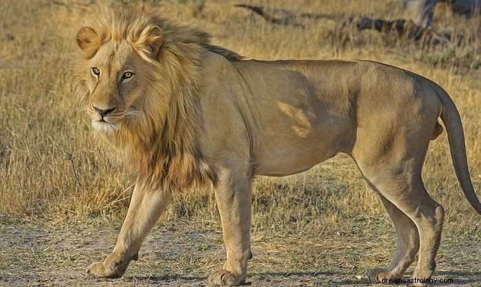 Soñar con un león persiguiéndome – Significado y simbolismo 