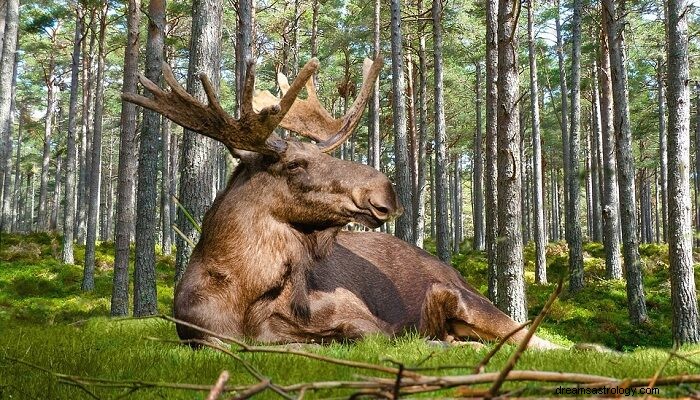 Dröm om en älg – mening och symbolik 