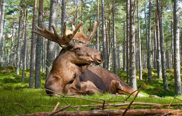 Drøm om en elg - betydning og symbolik 