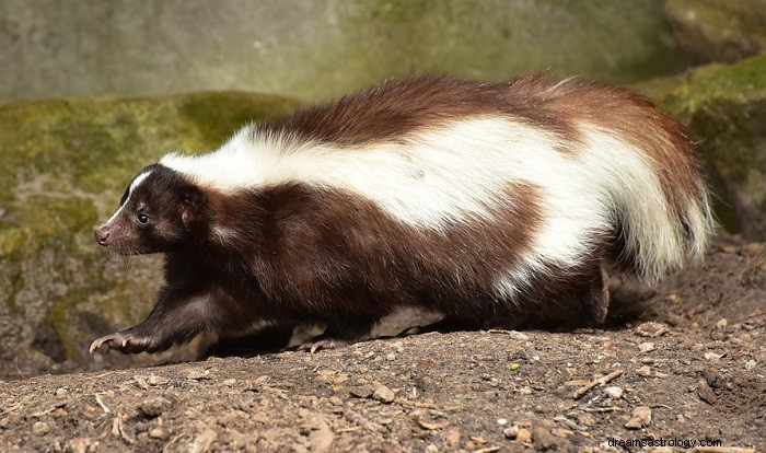 Dröm om en skunk – mening och symbolik 