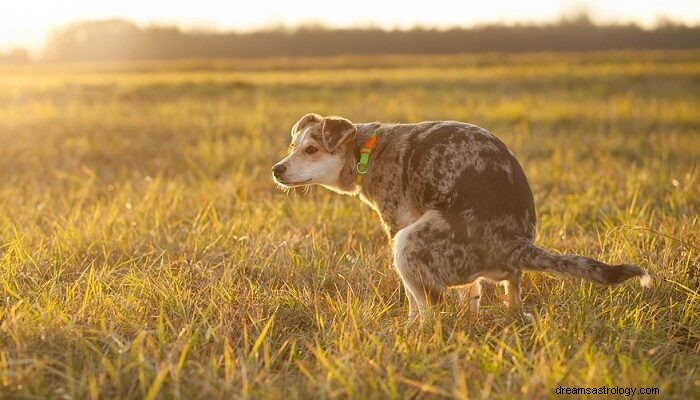 Rêver de caca de chien – Signification et symbolisme 