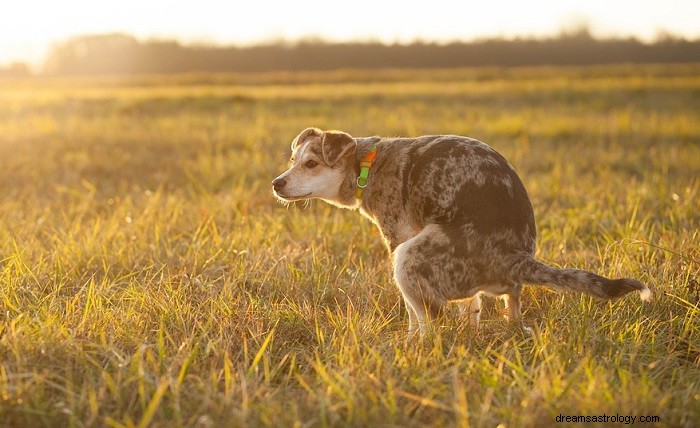 Rêver de caca de chien – Signification et symbolisme 