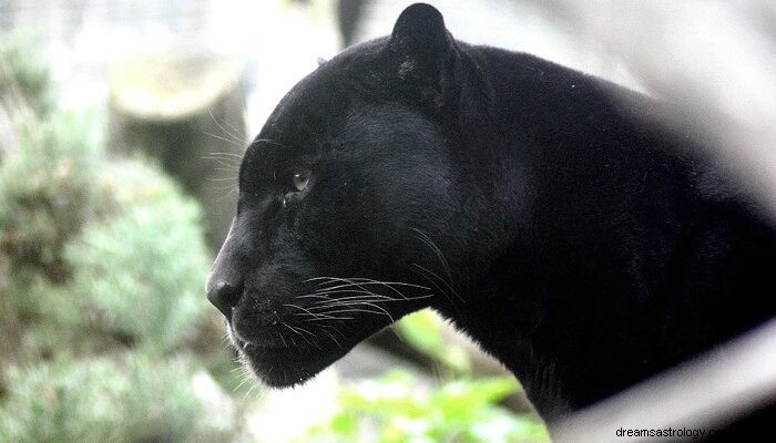 Dröm om Black Panther – biblisk betydelse och symbolik 