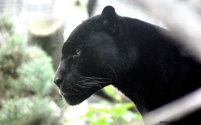 Dröm om Black Panther – biblisk betydelse och symbolik 