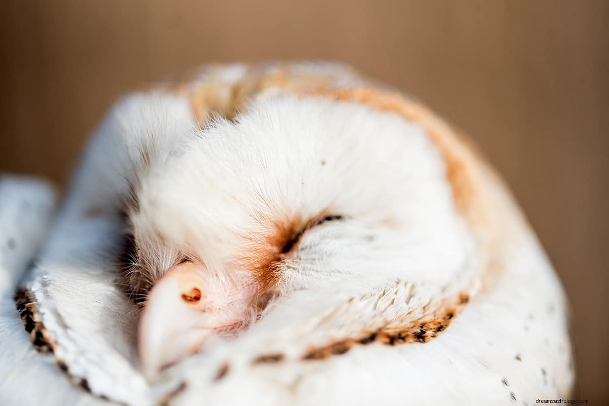 Wat betekent het om te dromen van een witte uil? 