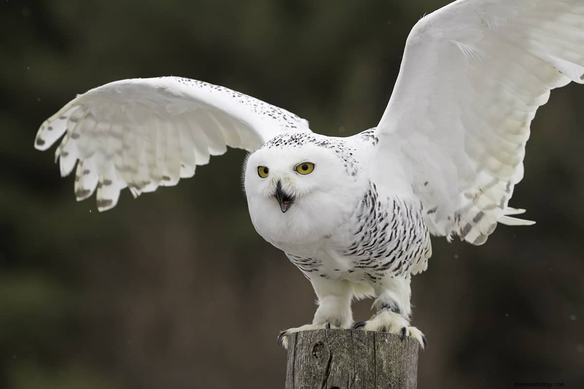 Que signifie rêver d un hibou blanc ? 