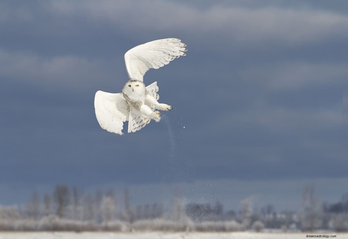 Cosa significa sognare un gufo bianco? 