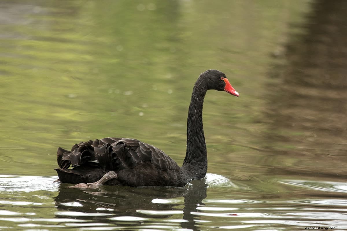 O que significa um cisne negro? 