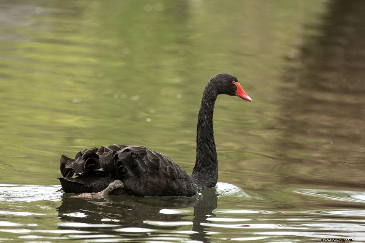 Cosa significa un cigno nero? 