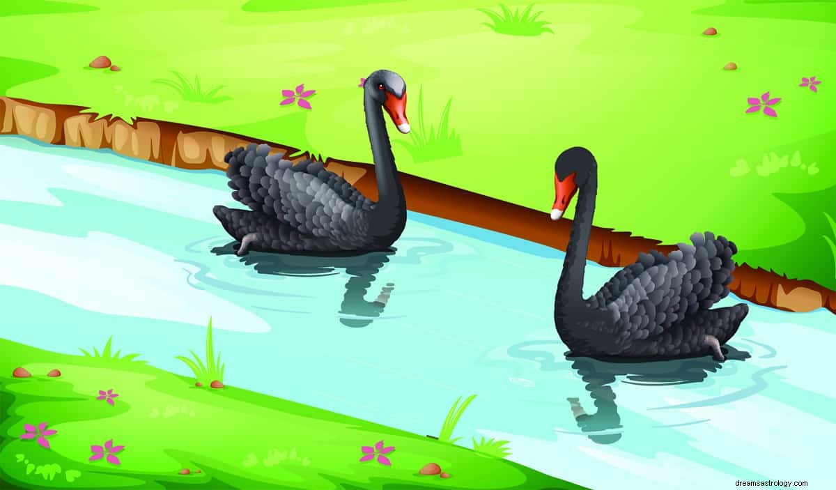 O que significa um cisne negro? 