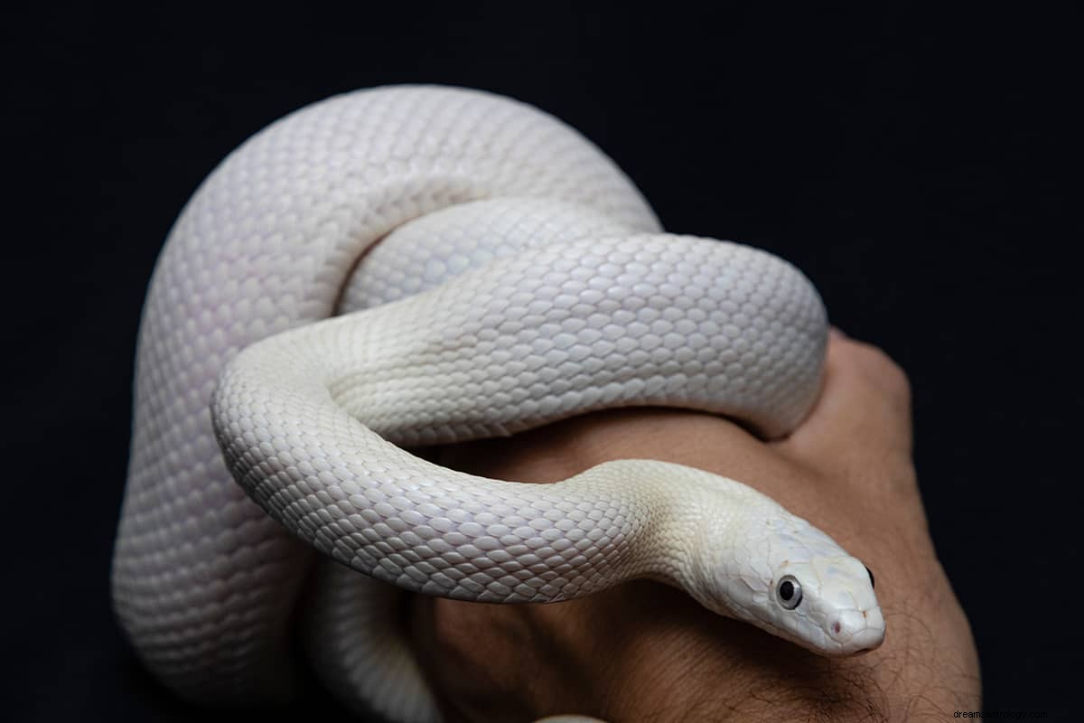 Sognare un serpente bianco – Significato e Interpretazioni 