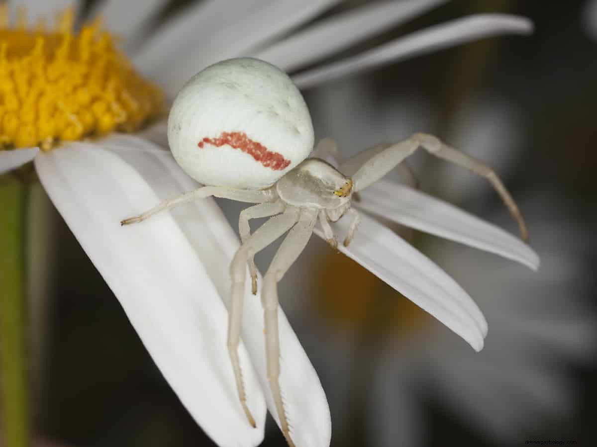 Hvad vil det sige at drømme om en hvid edderkop? 