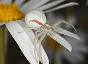 ¿Qué significa soñar con una araña blanca? 