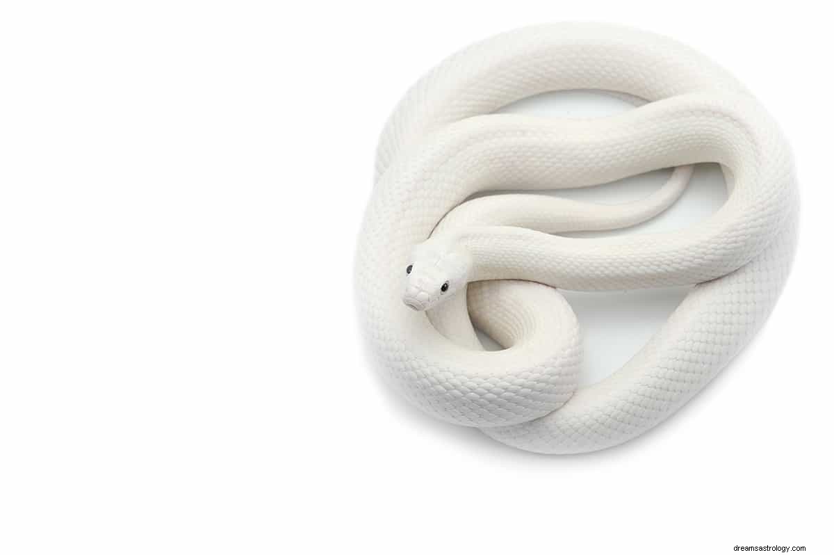 白いヘビの夢–意味と解釈 